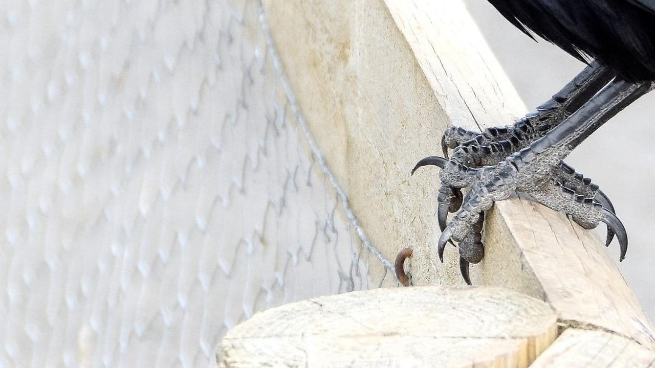 3. Burung Rook Mampu Memecahkan Masalah dengan Efektif<br>