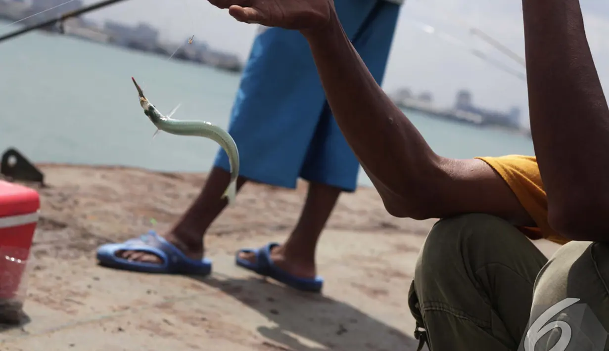 Seorang pemancing sedang berusaha melepaskan ikan hasil tangkapanya di kawasan Pelabuhan Muara Baru, Jakarta, Minggu (11/1/2015). (Liputan6.com/Faizal Fanani)