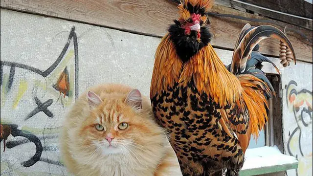 Tidak Hanya Di Jepang, Di Benua Eropa Juga Ada Surga Para Kucing