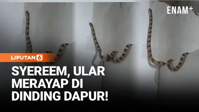 Menegangkan! Ular Banjang Taring Merayap di Tembok Dapur