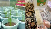 Wanita Ini Tanam Padi di Halaman Pakai Pot, Selalu Hasilkan 3,4 Kg Beras