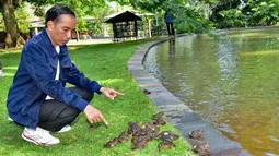 Presiden Jokowi melepas sejumlah kodok di lingkungan Istana Kepresidenan, Bogor, Minggu, (2/1). Jokowi melepas 3 karung kodok yang berisi 150 ekor dan disebar di tiga buah kolam yang terletak di halaman depan Kompleks Istana. (Setpres-Agus Suparto)