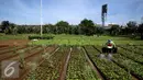 Petani menyiram sayuran bayam saat memanfaatkan lahan pertanian di Jakarta, Selasa (23/12). Hal tersebut membuat petani menjadi lesu menanam. (Liputan6.com/Johan Tallo)
