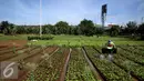Petani menyiram sayuran bayam saat memanfaatkan lahan pertanian di Jakarta, Selasa (23/12). Hal tersebut membuat petani menjadi lesu menanam. (Liputan6.com/Johan Tallo)
