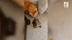 Penyu bernama Shellby layaknya hewan yang sedang jatuh cinta. Bukan dengan satu spesiesnya, melainkan dengan hewan lain.