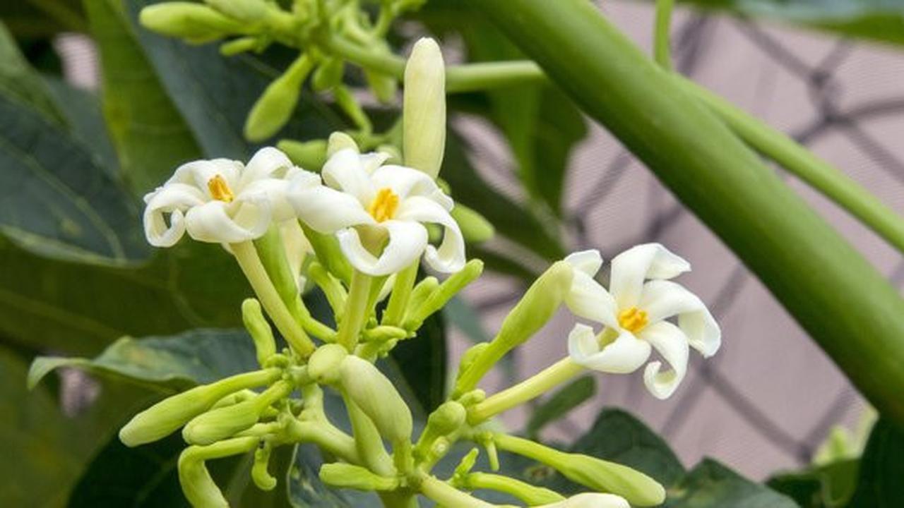 Bunga Pepaya