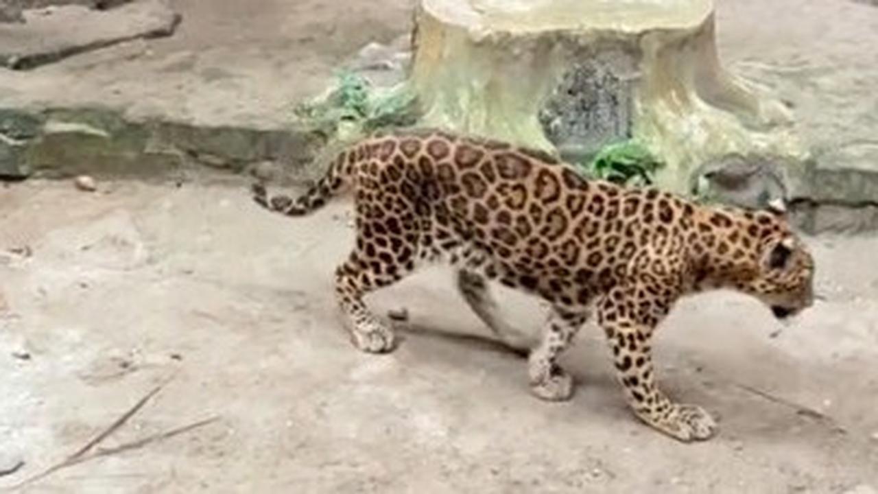 Viral Video Jaguar Kurus di Kebun Binatang Ragunan, Manajemen: Tidak Semua Satwa yang Tampak Kurus Artinya Sakit