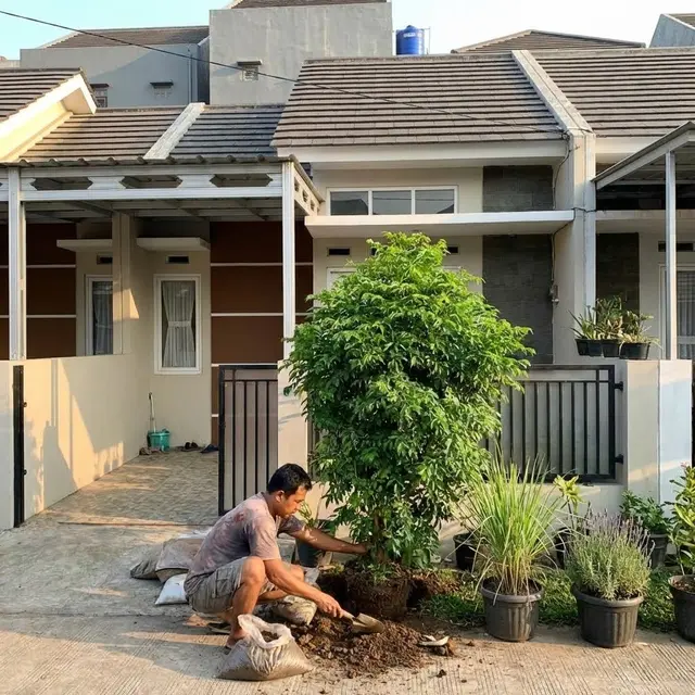 Menanam Zodia (Evodia suaveolens) di depan rumah