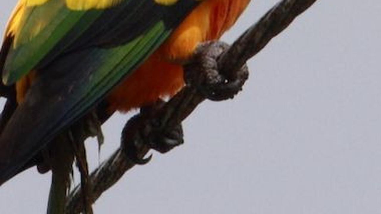 <b>Sun Conure (Aratinga solstitialis)</b>