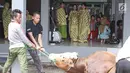 Penyanyi dangdut Ayu Ting Ting bersama keluarga menyaksikan pemotongan sapinya di kediamannya kawasan Depok (1/9). Pada tahun ini Ayu Ting Ting berkurban sapi sebanyak 3 ekor. (Liputan6.com/Herman Zakharia)