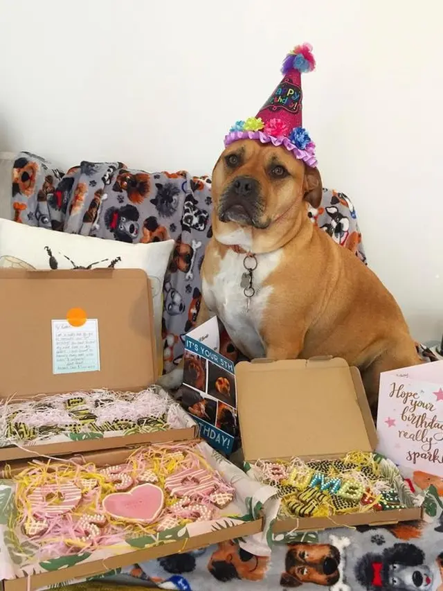 Kisah mengharukan menuju momen perpisahan seekor anjing Bumble dengan pemiliknya, Charlotte.