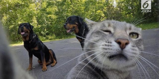 VIDEO: Viral, Kucing Narsis yang Hobi Selfie