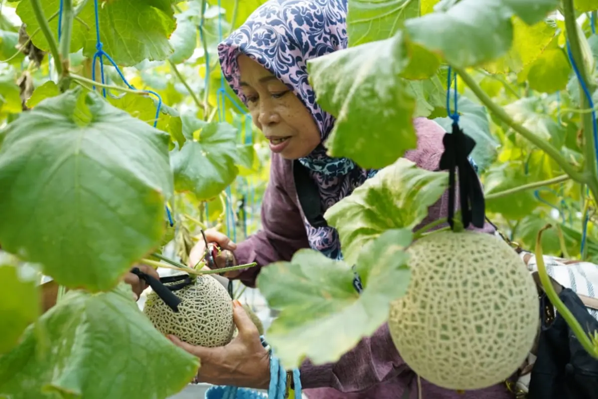 Petani Melon.