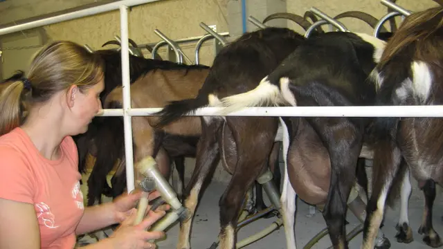 Susu kambing di Prancis