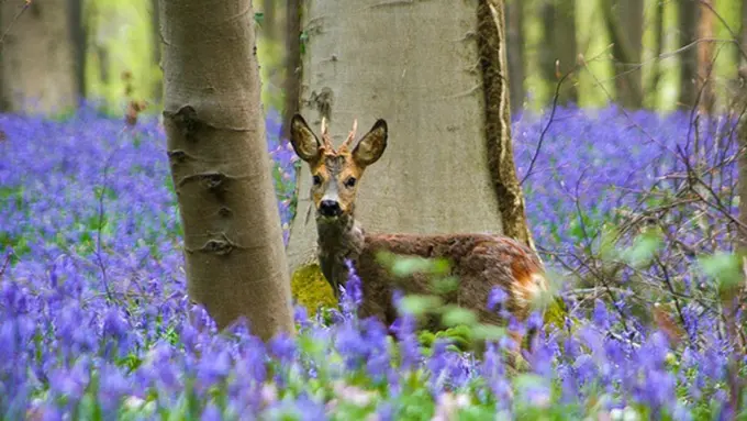 Copyright by boredpanda.com