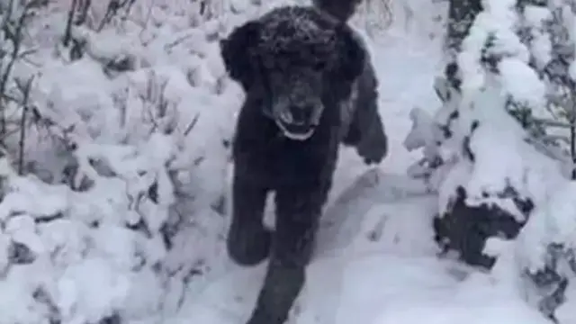 Manusia atau Anjing? Apa yang Dilihat Pertama Kali Ungkap Kepribadian Anda yang Sebenarnya
