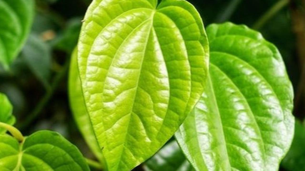 Ilustrasi Daun Sirih
