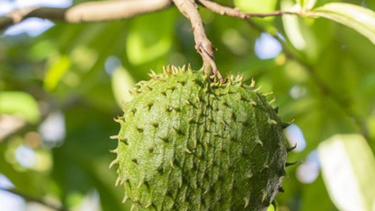 7 Jenis Pohon Buah yang Tidak Ada Ulatnya, Aman Ditanam di Rumah