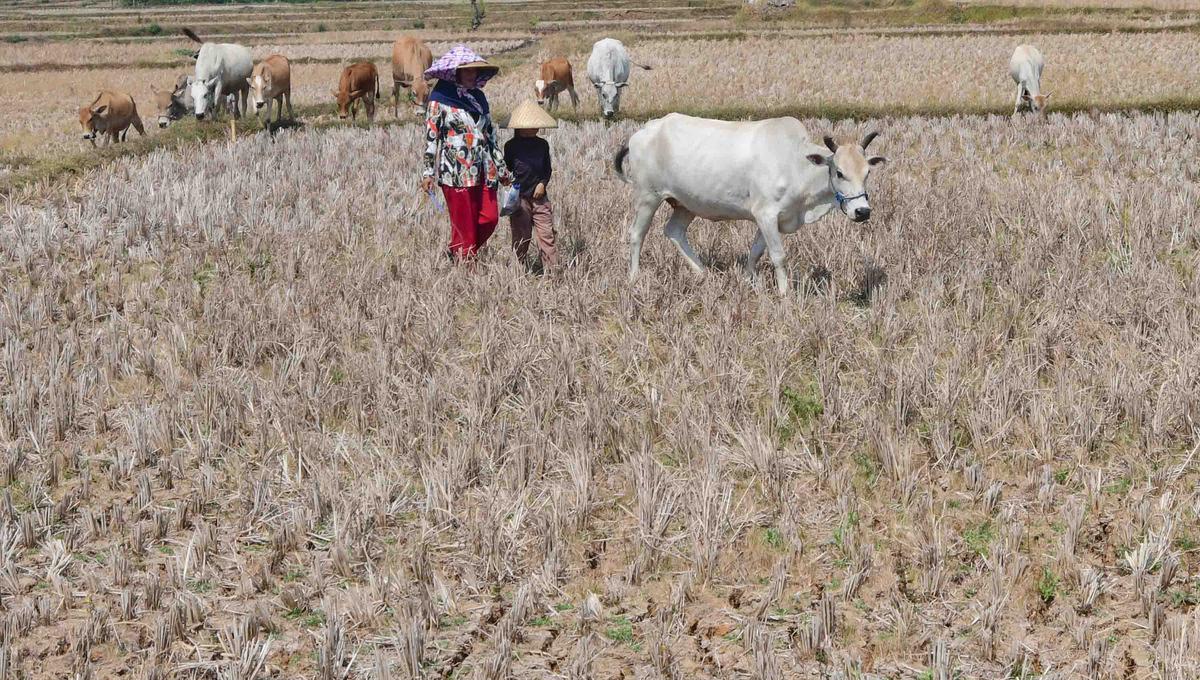 Kekeringan Ekstrem Sebabkan Sawah di Jonggol Mengering