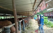 DPP Kulon Progo Perketat Pengawasan Hewan Kurban di 30 Titik Penampungan