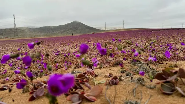 Bunga di Gurun Atacama
