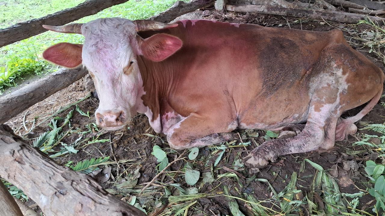 64 Ekor Sapi di Sragen Mati Terjangkit PMK, Ada yang Dipotong dan Dagingnya Dijual