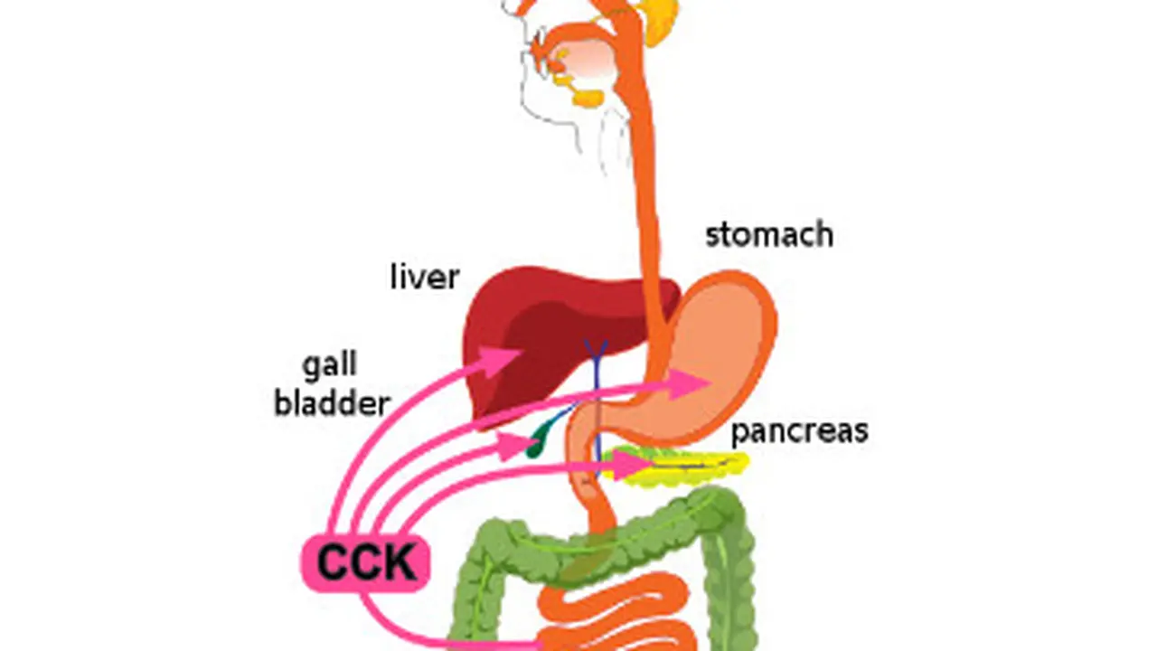Ilustrasi sistem pencernaan | Wikimedia Commons