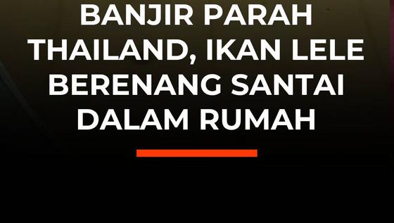 Banjir Parah Thailand, Ikan Lele Berenang Santai Dalam Rumah