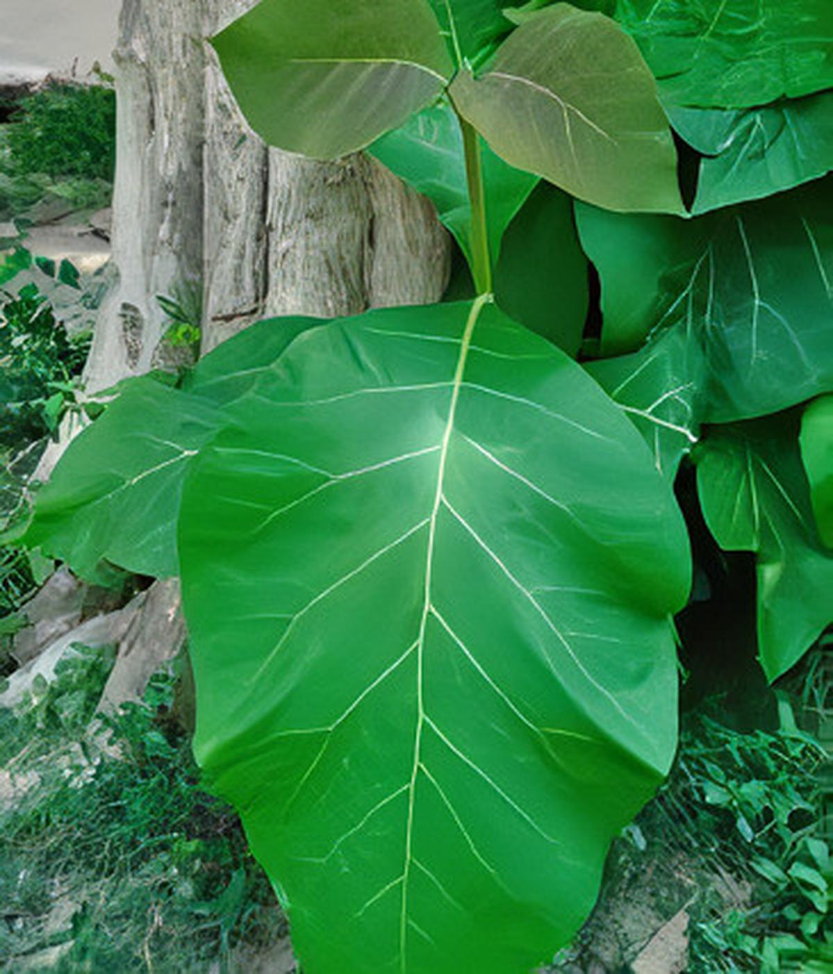 Khasiat Daun Jati