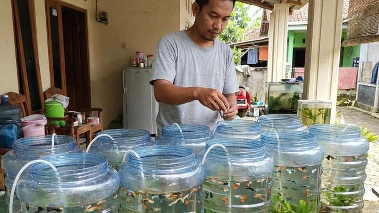 Jenis Ikan Kecil yang Bisa Diternak di Galon, Perawatan Mudah Cocok untuk Usaha Rumahan