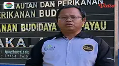 Banyak yang menggemari hewan laut. Namun, perburuan yang terus menerus berdampak pada berkurangnya populasi biota laut.
