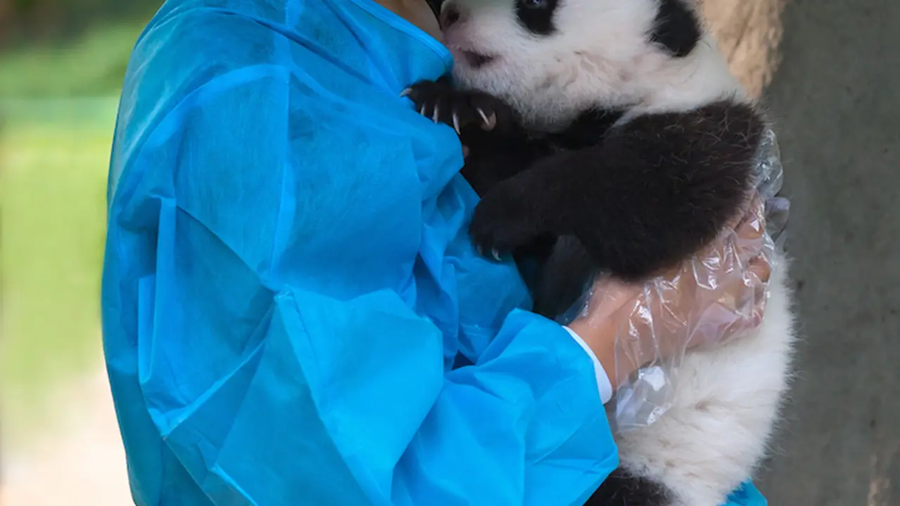 Pemeluk Panda Digaji 32.000 US Dollar Per Tahun