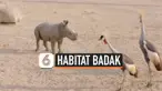 THUMBNAIL badak