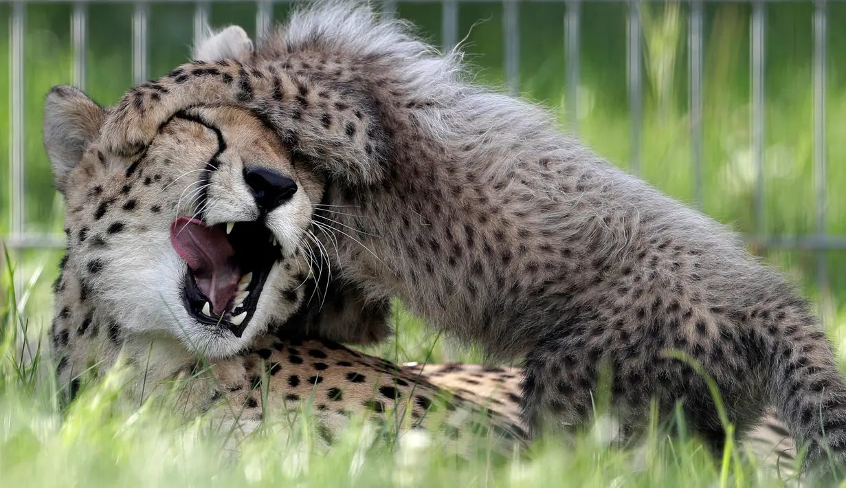 Seekor bayi cheetah berinteraksi dengan induknya, Savannah, di Kebun Binatang Praha, Republik Ceko, Kamis (3/8). Para ilmuwan pun menyatakan bayi-bayi itu akan menyelamatkan kelangsungan spesies yang terancam punah. (AP/Petr David Josek)