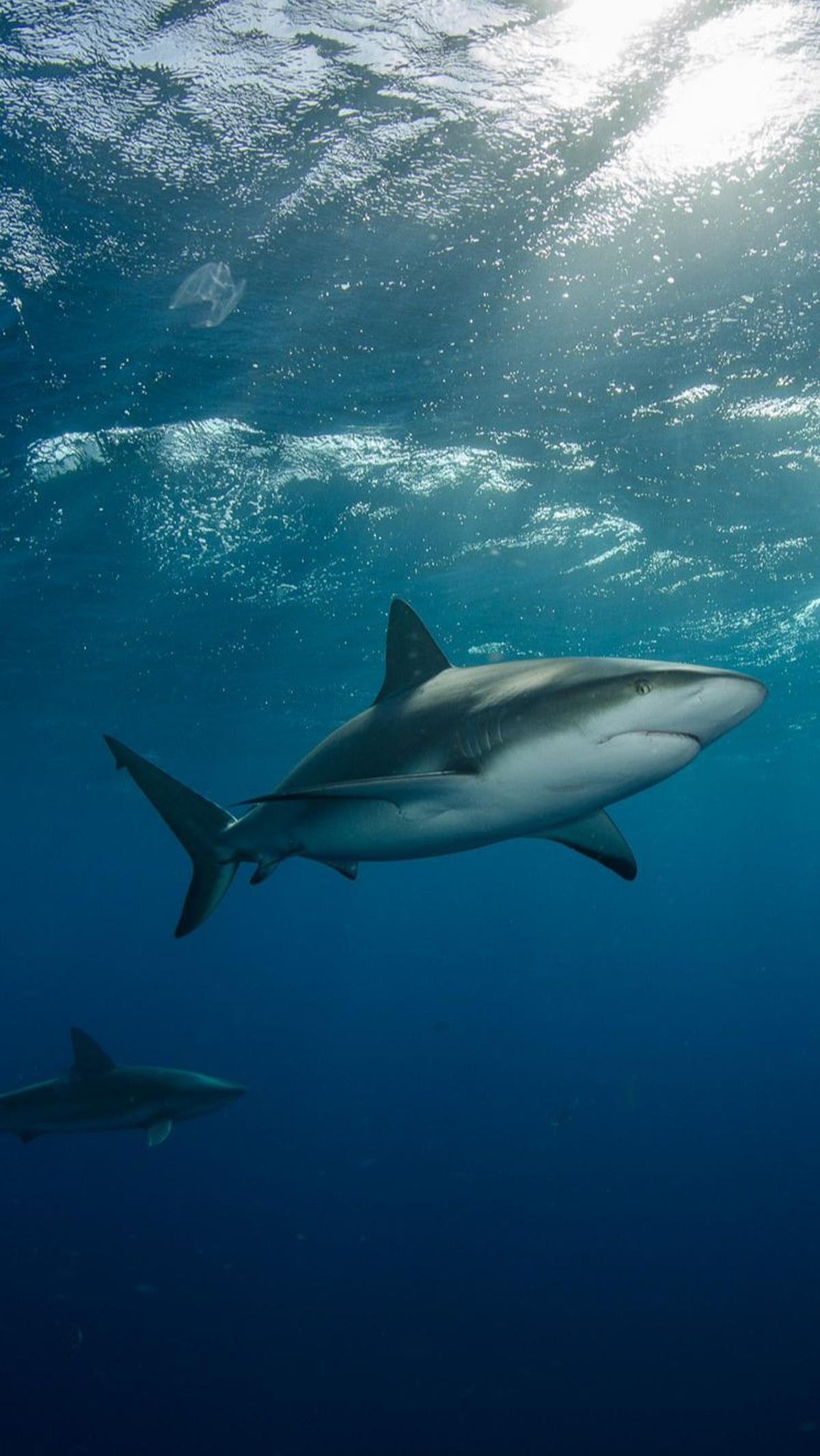 Penemuan ini juga mengungkap kesuksesan dari megalodon hiu kuno ini dalam memangsa binatang laut lain dan temuan ini sekaligus membuka informasi baru tentang kepunahan dari hewan air raksasa ini.