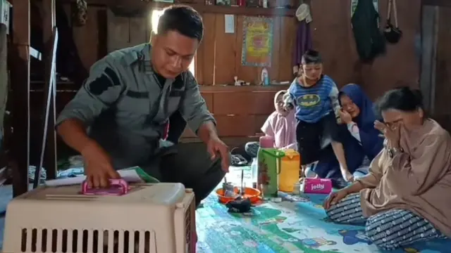 Momen Haru Pelepasan Anak Beruang, Terlanjur Sayang Ibu Ini Sampai Menangis