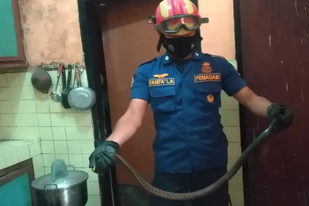 Banyak Laporan Ular Kopi Masuk Rumah Warga Kota Malang