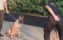VIDEO: Viral Ribut Pendapat Soal Aksi Sekuriti Pukul Anjing di Plaza Indonesia Berujung Dipecat