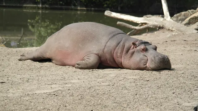 Hippos