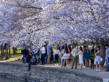 Pengunjung berkumpul di Tidal Basin untuk melihat bunga sakura di Washington, DC., 21 Maret 2022. National Park Service mengumumkan hari ini melalui Twitter bahwa bunga sakura Washington telah mencapai puncak mekarnya. (TASOS KATOPODIS/Getty Images via AFP)
