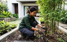 Cara Menanam Bambu Jepang di Halaman Rumah Agar Tidak Menyebar, Aman Bagi Pondasi