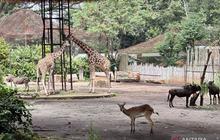 Sudah Ditutup 2 Bulan, Siapa Bertanggung Jawab? YMT Minta Kepastian Masa Depan Bandung Zoo dari Wali Kota