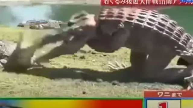 6 Penyamaran Jadi Hewan Ini Penuh Tipu-Tipu, Iseng Uji Nyali