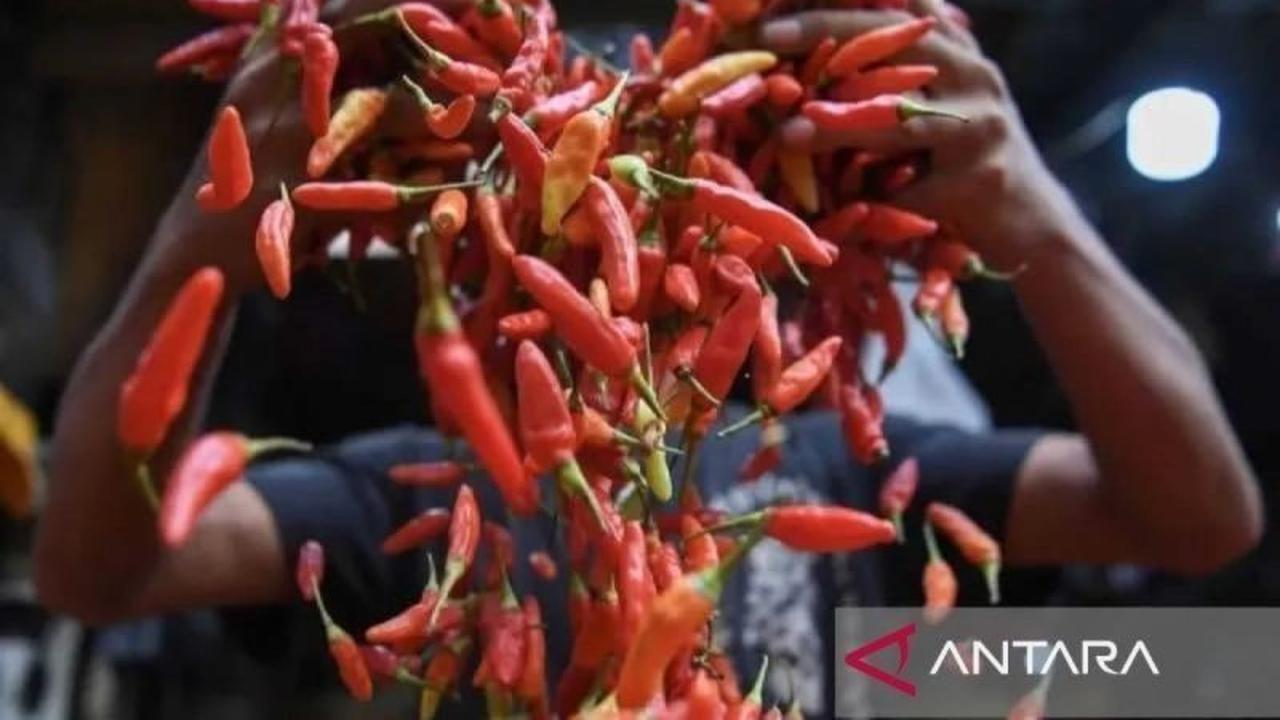 Trivia: Mengapa Tomat Jadi Pahlawan? Deflasi Kota Malang Dipicu Penurunan Harga Hortikultura
