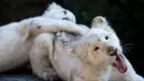 Sepasang anak singa putih berusia empat bulan bermain di kandang mereka di Kebun Binatang Altiplano di Tlaxcala, Meksiko, Selasa (7/8). (AP Photo/Rebecca Blackwell)