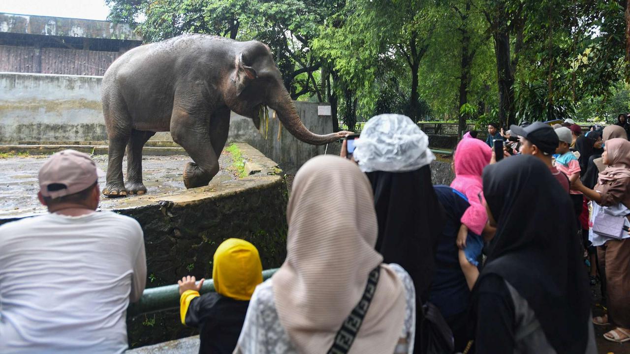 Ragunan Dibanjiri Puluhan Ribu Pengunjung di Hari Kedua Lebaran