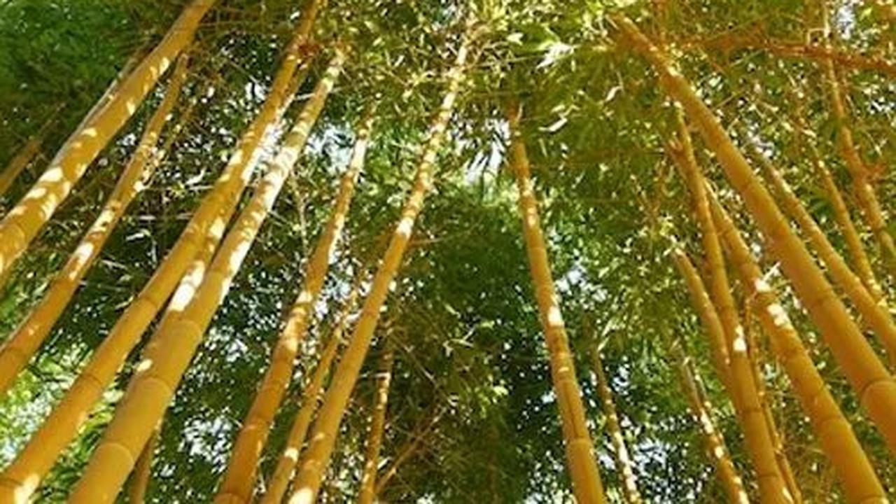 <b>Mitos Bambu Kuning</b>