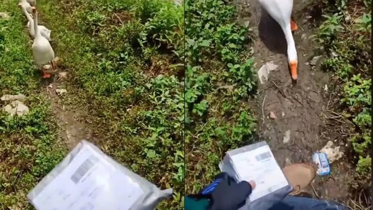 Apes, Kurir Ini Dihadang Sekelompok Angsa saat Mau Antar Paket