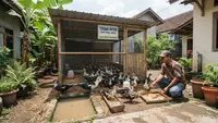 Cara Ternak Entok untuk Pemula agar Cepat Panen dan Menguntungkan