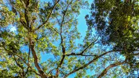 Pohon angsa memiliki banyak manfaat untuk tubuh (Photo by Kurniawan kamisaputra on Unsplash)